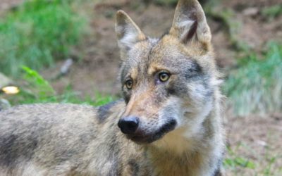 EAWC statement regarding the possibility of revising the protection status of the wolf in Europe